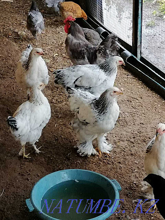 Hens, young hens, cockerels  - photo 1