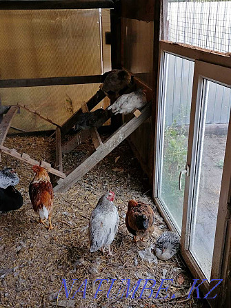 Hens, young hens, cockerels  - photo 2