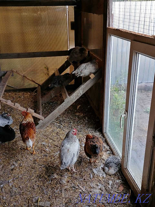 Hens, young hens, cockerels  - photo 2