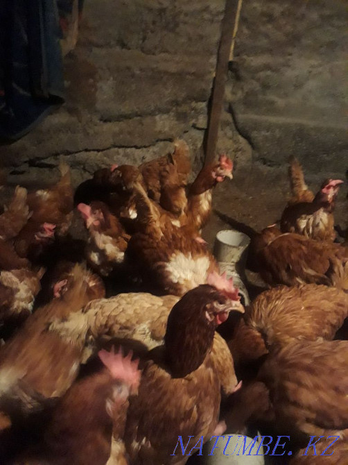 Sell laying hens  - photo 4