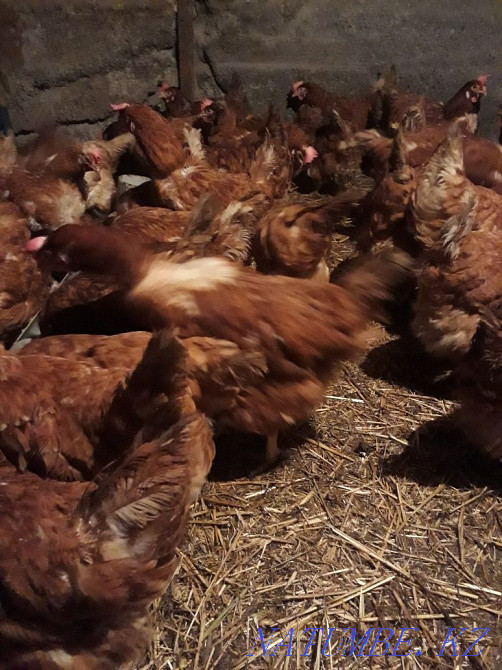 Sell laying hens  - photo 3