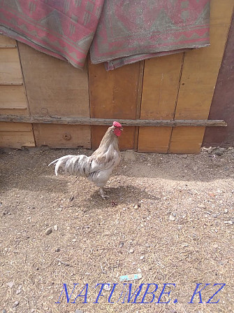 I will sell chickens tauyk satam  - photo 2