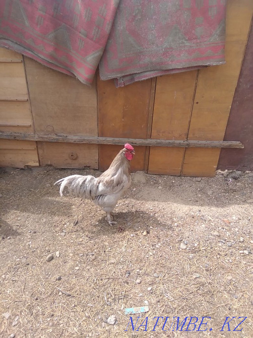 I will sell chickens tauyk satam  - photo 1