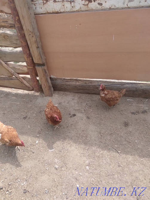 I will sell chickens tauyk satam  - photo 3