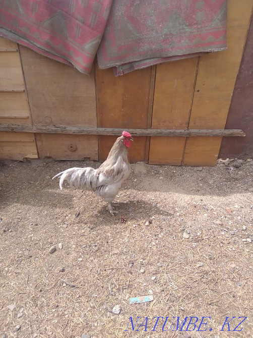 I will sell chickens tauyk satam  - photo 2