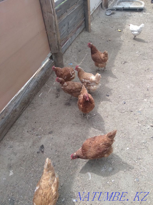 I will sell chickens tauyk satam  - photo 4