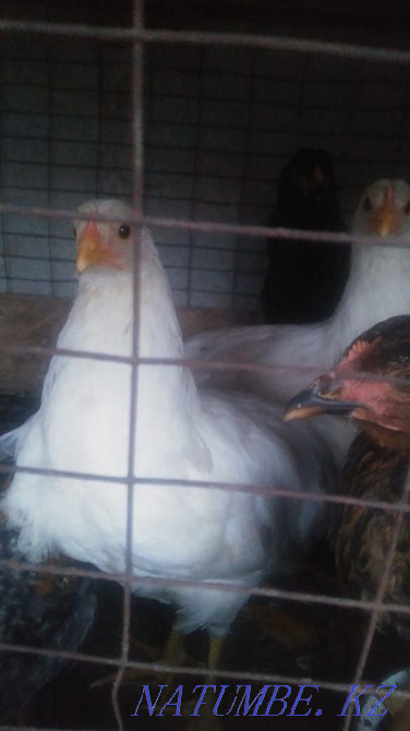 Selling domestic chickens  - photo 2