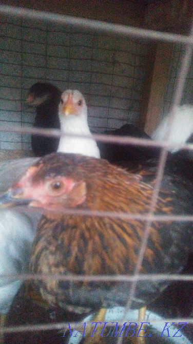 Selling domestic chickens  - photo 3