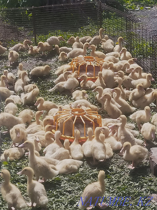 Goslings. Ducklings, brolers and Galanki chickens Laying piglets  - photo 1