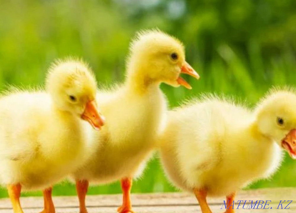 Goslings. Ducklings, brolers and Galanki chickens Laying piglets  - photo 4