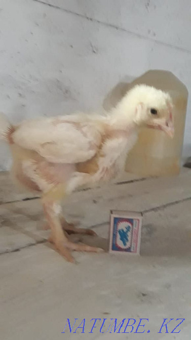 Goslings. Ducklings, brolers and Galanki chickens Laying piglets  - photo 2