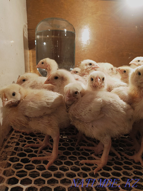 Goslings. Ducklings, brolers and Galanki chickens Laying piglets  - photo 3