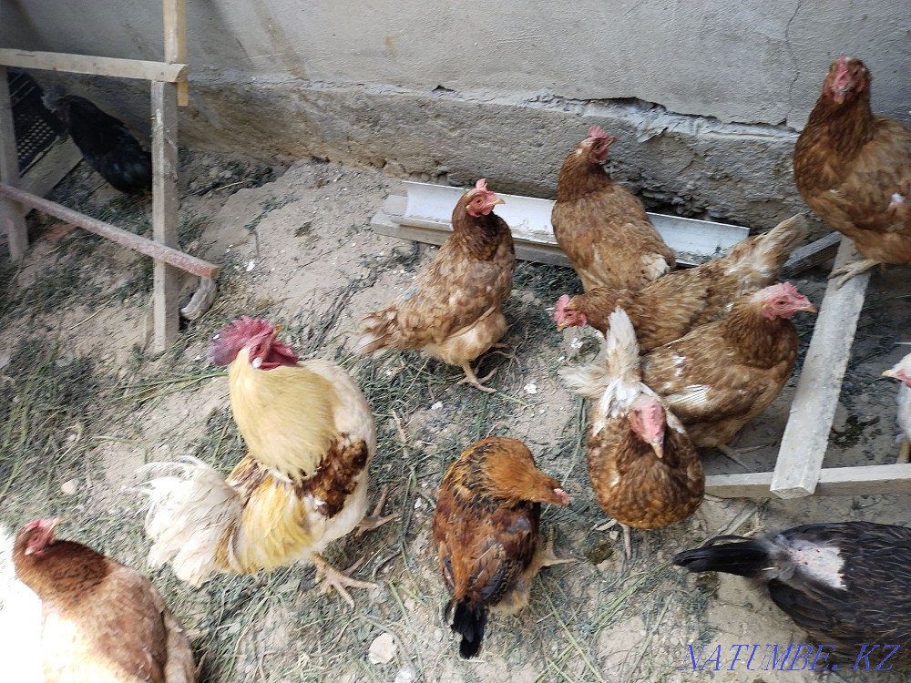 I will sell chickens urgently urgently urgently urgently  - photo 4