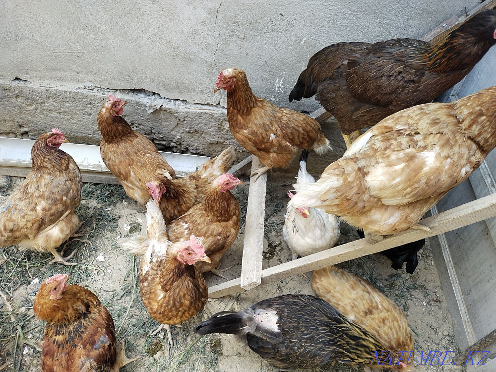 I will sell chickens urgently urgently urgently urgently  - photo 1