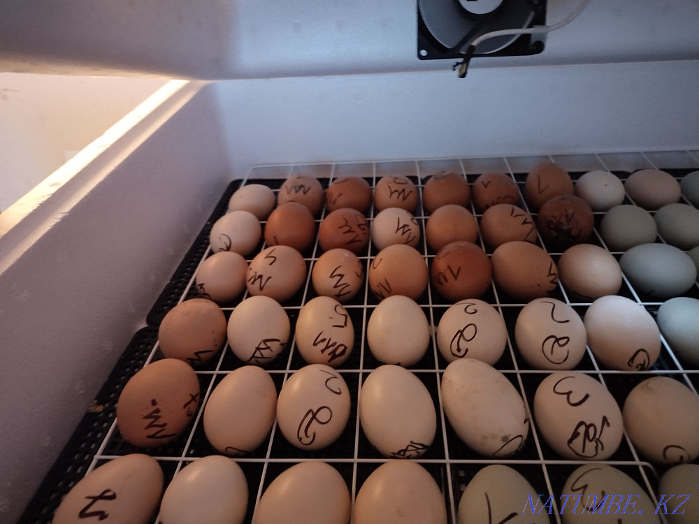 I will sell chickens urgently urgently urgently urgently  - photo 2