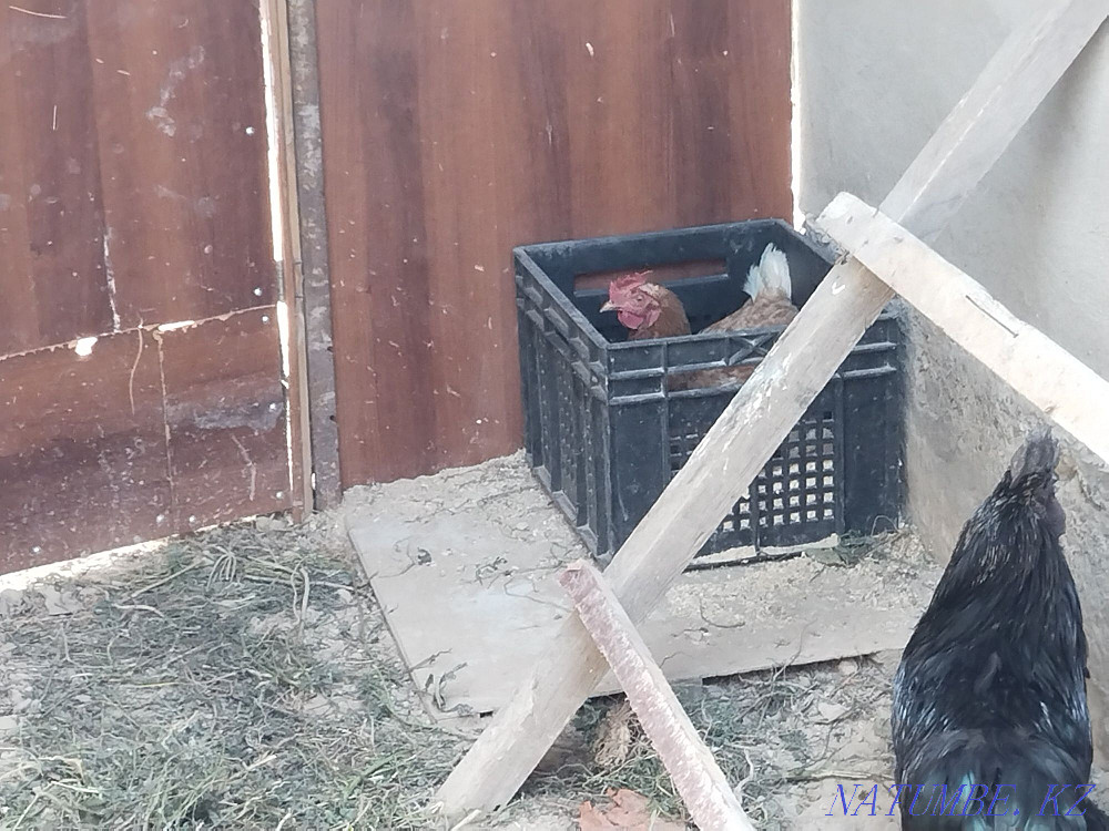 I will sell chickens urgently urgently urgently urgently  - photo 3