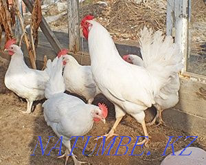 beautiful laying hens for sale  - photo 1