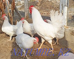 beautiful laying hens for sale  - photo 1