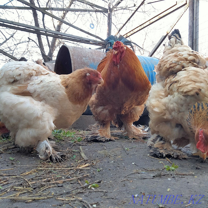 I will sell a rooster.  - photo 1