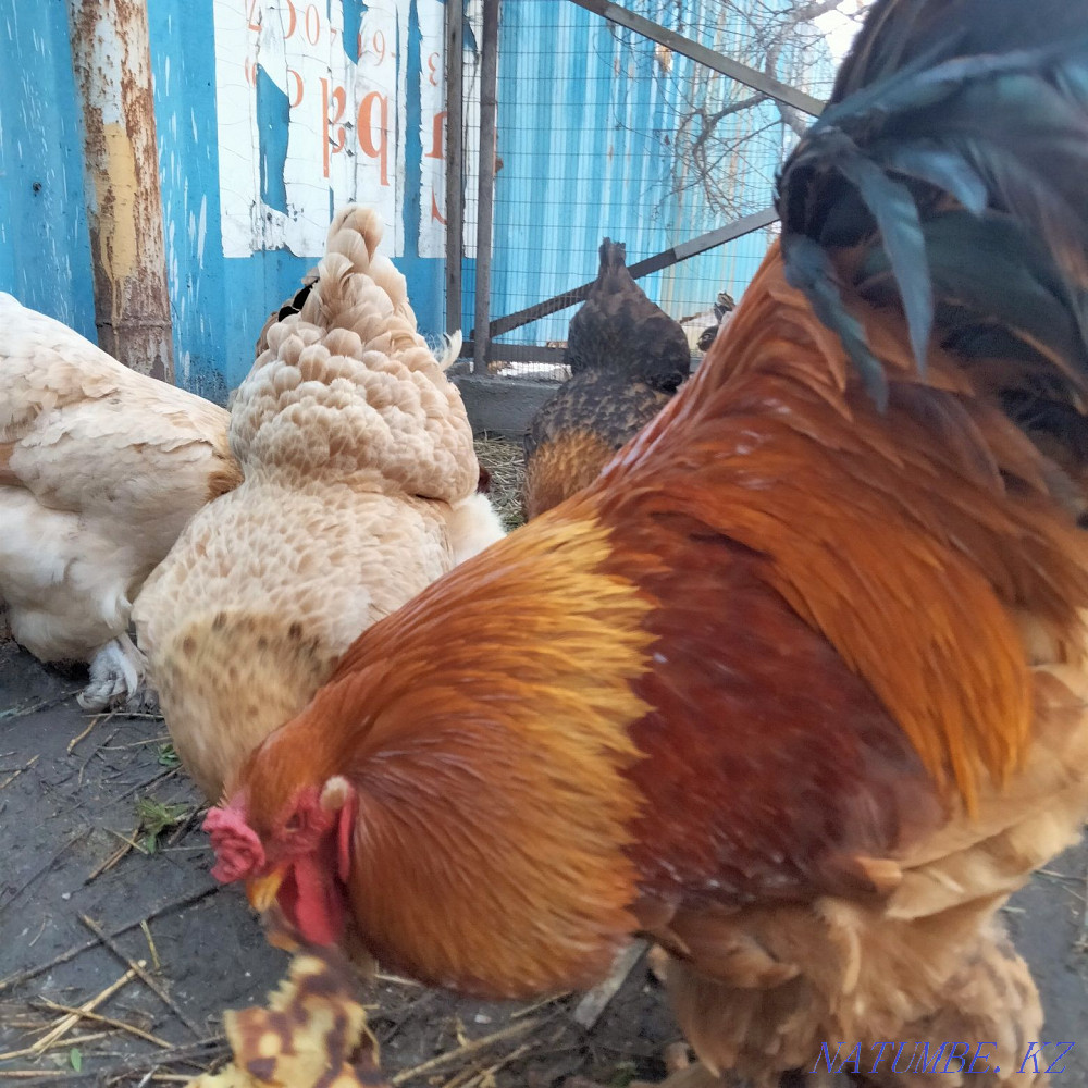 I will sell a rooster.  - photo 2