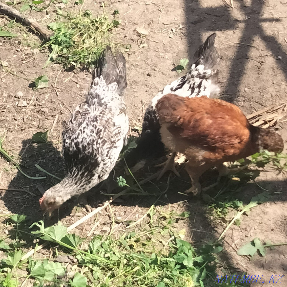 I will sell a rooster.  - photo 3