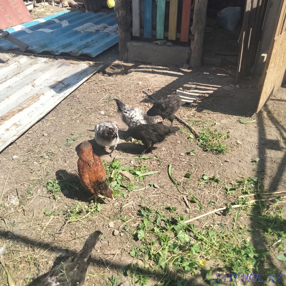 I will sell a rooster.  - photo 4