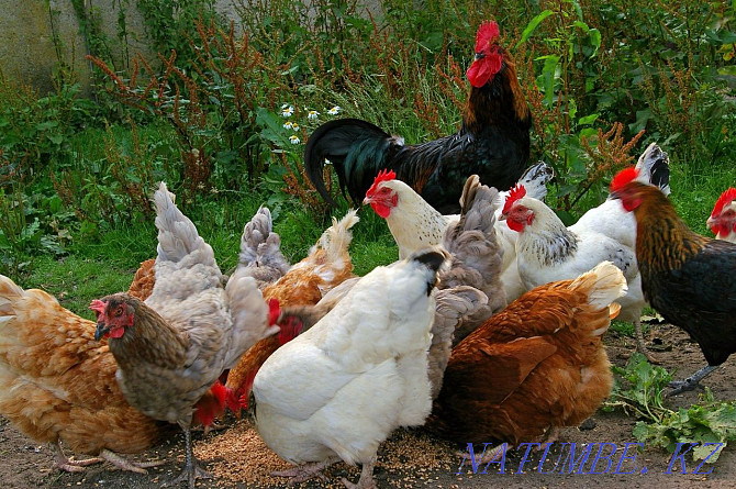 Domestic chickens  - photo 1