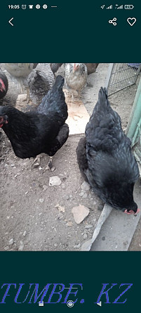Black chickens on treatment  - photo 1