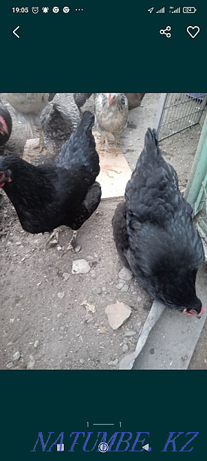 Қара тауықтар емделуде  - изображение 1