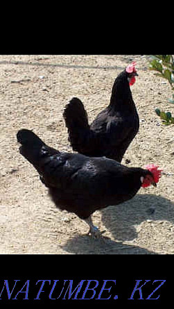black hen rooster black delivery eat eggs from black hens tddddddbt  - photo 1