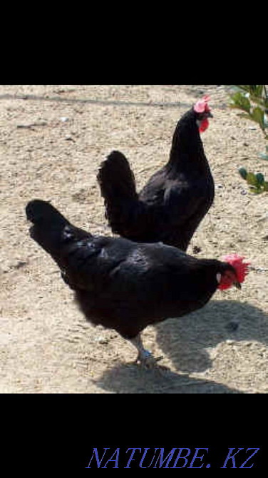 black hen rooster black delivery eat eggs from black hens tddddddbt  - photo 1