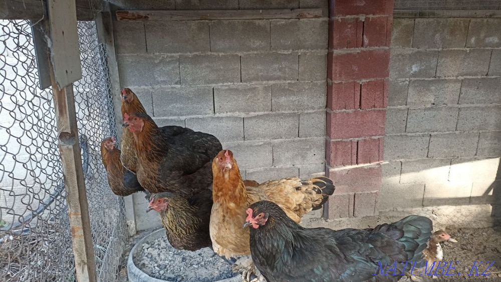 Cochin-chin chickens 6-7 pieces  - photo 2