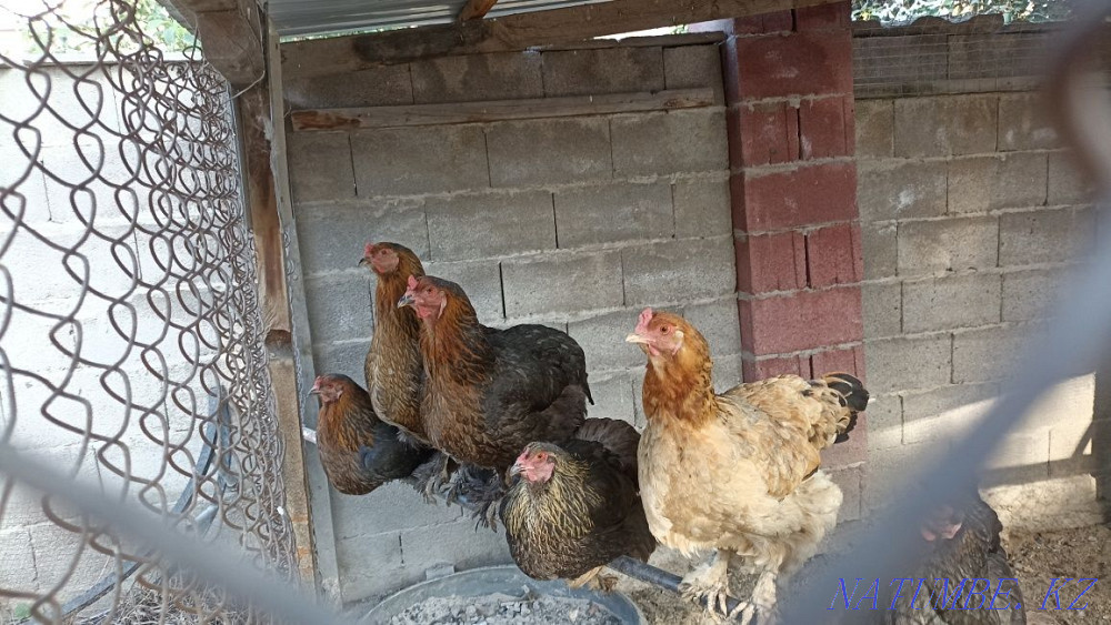 Cochin-chin chickens 6-7 pieces  - photo 3