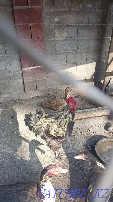 Cochin-chin chickens 6-7 pieces  - photo 1