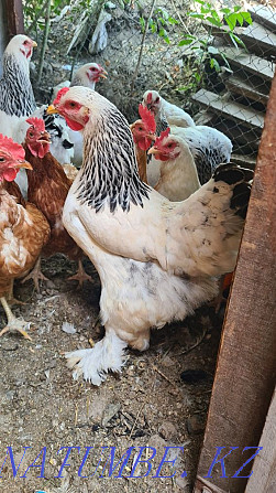 Brahma chickens for sale  - photo 1