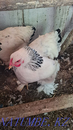 Brahma chickens for sale  - photo 4