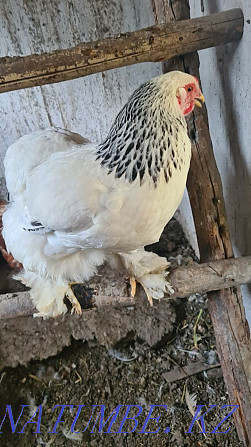 Brahma chickens for sale  - photo 3