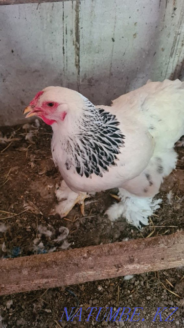 Brahma chickens for sale  - photo 2