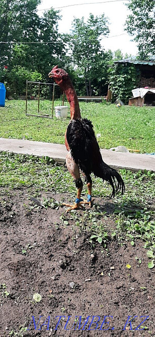 Dakan koraz tauyk domestic chickens balapandar satylody undyk shogelery bar  - photo 1