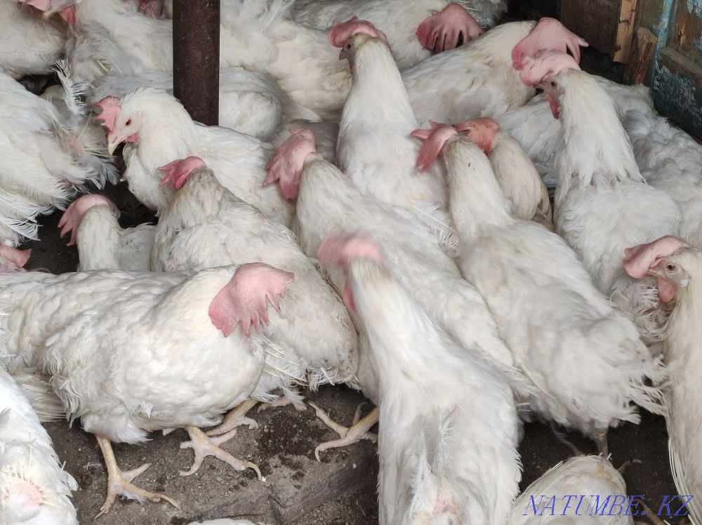 I will sell laying hens feathered 100%  - photo 1