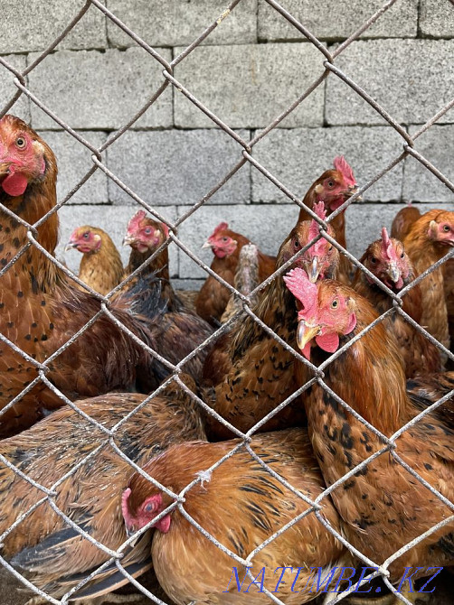 Chickens of the Kuchin breed  - photo 2