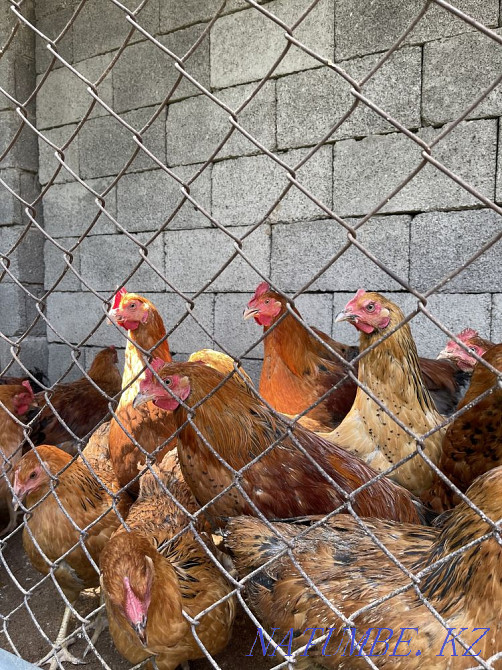 Chickens of the Kuchin breed  - photo 3