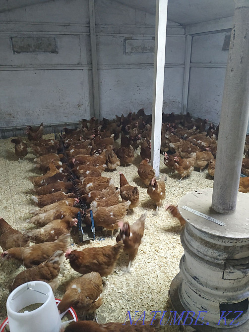 I will sell young chickens Loman Brown  - photo 3