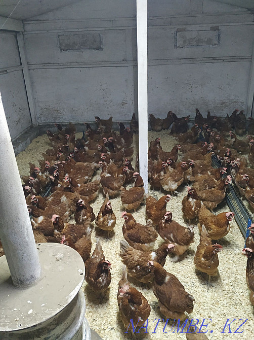 I will sell young chickens Loman Brown  - photo 4