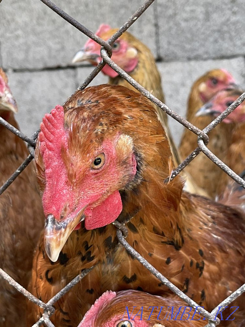 Chickens of the Kuchin breed  - photo 1
