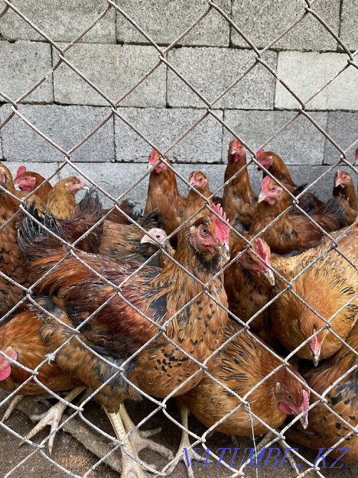 Chickens of the Kuchin breed  - photo 4