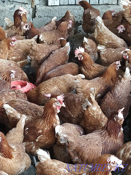 I will sell young chickens Loman Brown  - photo 3