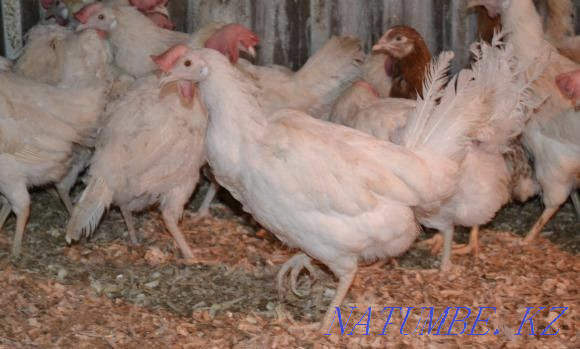 Laying hens white, leghorn breed 12 months. There is a delivery. clings  - photo 1
