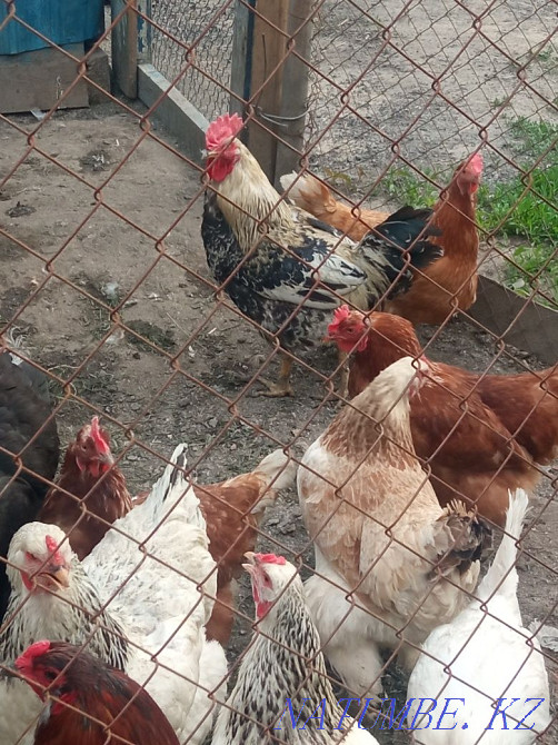 Various domestic chickens  - photo 1