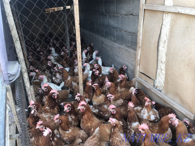 Tauyk. Hens. Laying hens. Wholesale. Delivery is free.  - photo 1